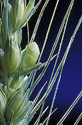 Close-up of ripening wheat grains. Link to photo information