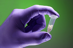 Photo: Gloved hand and small tube of a purified mixture glyceollins. Link to photo information