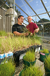 David Douds and Joe Lee examine pot cultures of bahiagrass and arbuscular mycorrhizal fungi in the greenhouse. Link to photo information