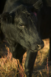 An Angus cow enjoys a meal of grass and forage kochia. Link to photo information