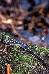 Salamander: Link to photo information