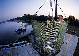 Catfish producer stands beside net full of freshly harvested fish. Link to photo information