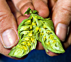 Photo: Close up of hops. Link to photo information
