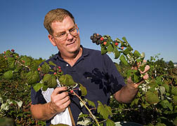 Chad Finn evaluates black raspberry plants. Link to photo information