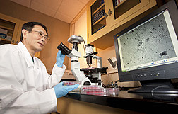 Photo: Microbiologist Qingzhong Yu examines recombinant Newcastle disease virus vaccine candidates in infected cells. Link to photo information