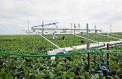 Photo: The rate of photosynthesis is being measured in a field of soybeans. Link to photo information
