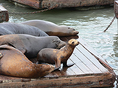 Photo: California sea lions.
