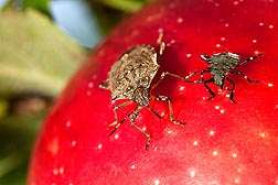 Photo: Adult and late-instar nymph stink bugs (Halyomorpha halys) feed on a Honey Crisp apple, a popular cultivar among consumers. Link to photo information