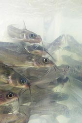 Photo: Channel catfish fingerlings clustered together in a tank. Link to photo information