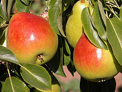 Photo: Gem, a new fresh-market pear. Link to photo information
