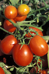 Photo: A group of Roma or plum tomatoes on the stem. Link to photo information