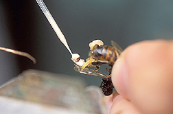 Semen being collected from a honey bee with a capillary tube. Link to photo information