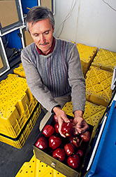 Chemist Charles Sell inserts probes that will register the temperature of apple pulp. 