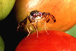 A female medfly lays eggs in a ripe coffee berry.