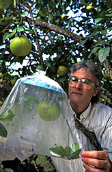 Entomologist Michael Hennessey checks a field cage for effects of a bait forumlation on fruit flies. 