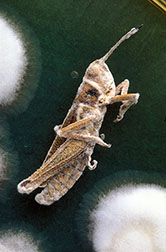 Close-up shows a grasshopper affected by the fungus Beauvaria bassiana.