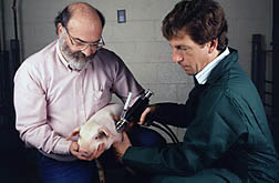 Using the jet-injection gene gun, molecular biologist David Kerr (right) and geneticist Robert Wall insert DNA solution into a 3-week-old piglet.