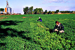 At a train derailment site, plant geneticist JoAnn Lamb and soil scientist Michael Russelle monitor the biological cleanup of nitrogen fertilizer with alfalfa. 