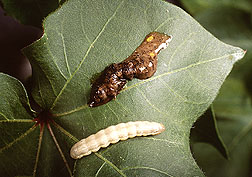 A biological control agent, nuclear polyhedrosis virus, killed the beet armyworm at top.