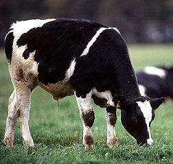 Photo: Holstein calf. Link to photo information