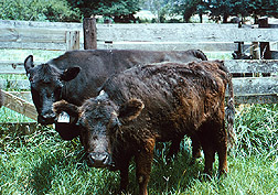 Photo: Cow sick with fescue toxicosis. Link to photo information