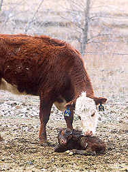 Photo: A 2-year-old cow attends to her newborn calf. Link to photo information