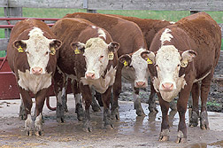 A small group of Hereford cattle in a paddock. Link to photo information