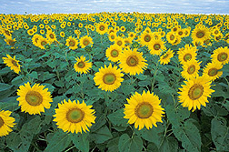 Photo: Sunflowers. Link to photo information