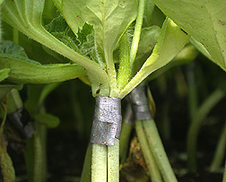 Watermelon grafted onto Cucurbita rootstock. Link to photo information