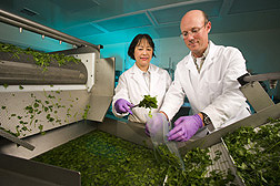 Yaguang Luo and James McEvoy collect cilantro from a produce washer. Link to photo information
