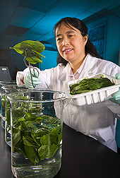 Photo: ARS food technologist Yaguang Luo studying ways to make leafy greens safer. Link to photo information