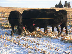 Photo: Cows grazing on corn residues. Link to photo information
