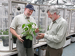 Photo: ARS geneticist Tommy Carter (right) and ARS plant physiologist Kent Burkey examine a Fiskeby soybean ancestor. Link to photo information
