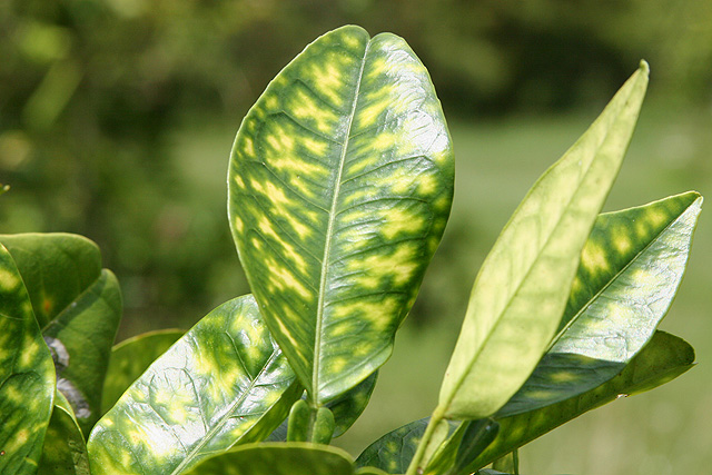 Orange fruit tree leaves that are yellow and green, showing symptoms of citrus greening disease.