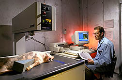 Using DEXA, an ARS animal scientist measures the body composition of an anesthetized pig.