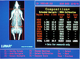 A DEXA scan of the live pig discloses fat and lean tissue measurements.