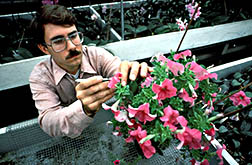 ARS plant geneticist Robert Griesbach examines petunias.