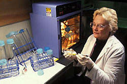 Chemist Marie Tousignant prepares a membrane for nonradioactive dot-blot hybridization.