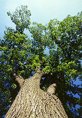 Photo: American elm tree. Link to photo information