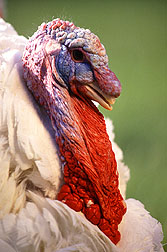 Photo: Male turkey. Link to photo information