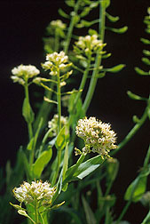 Alpine pennycress. Link to photo information