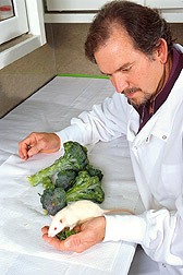 Nutritionist John Finley holds one of the rats and a sample of the enriched broccoli.