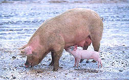 Sow with piglet. Link to photo information