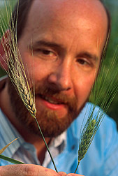 David Schisler examines two wheat seed heads inoculated with the causal agent of head blight. Link to photo information