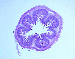 Photo: Cross-section of an atrophied intestine of a 1-week-old piglet nourished with total parenteral nutrition. Link to photo information