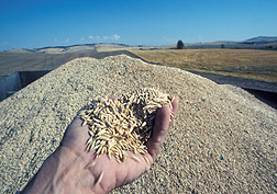 In foreground, a hand holds a tiny pile of oats; in background is large pile of the harvested oat crop. Link to photo information
