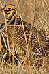 Male lesser prairie chicken