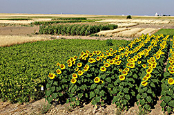Sunflowers and proso millet plots in the alternative crop rotation plots. Link to photo information