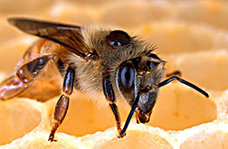A honey beee with a varroa mite attached to its back.