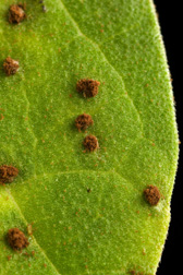 Photo: Bean leaf showing pustules (fruiting structures) of the bean rust fungus. Link to photo information